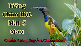 Tiếng chim hút mật 5 màu chuẩn không tạp âm chuẩn đi bẫy loa | Nature Tunes