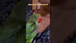 Mother’s Love = Best Sleep Ever! 😴💕 #viral #ytshorts #cute #trending #viral #parrot #love
