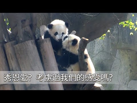 《熊貓早晚安》秀恩愛？考慮過我們的感受嗎？| iPanda
