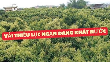 Vải Thiều Lục Ngạn Rất Sai Quả Nhưng Thực Sự đang Khát Nước và có nguy cơ Mất Trắng ở đồi cao.