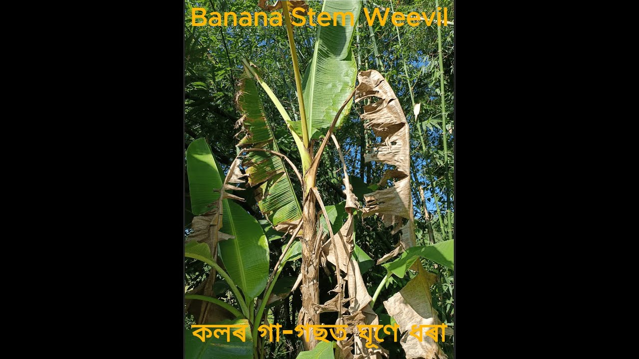 Banana Stem Weevil | কলৰ গা-গছত ঘূণে ধৰা