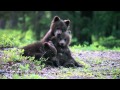 Baby bear cubs, playing in the woods