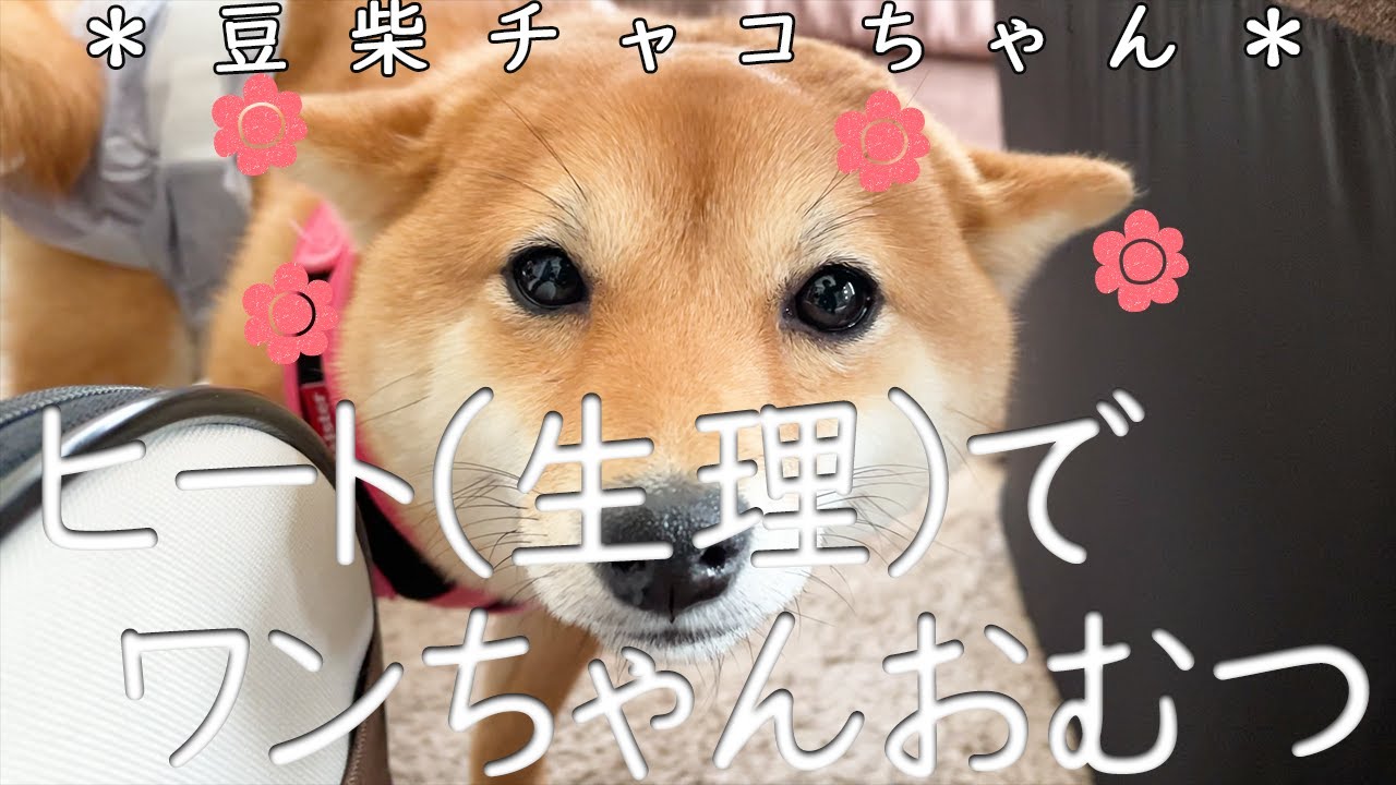 柴犬 豆柴 避妊手術前にヒート 生理 になり手術延期 チャコのヒート中の症状は Youtube