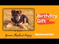 My First Dog In Home | Birthday Gift German Shepherd Puppy | BM Maniya | NZ Hindi Vlogs Indian