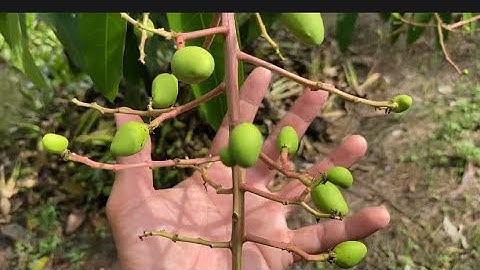 Giá xoài cát hòa lộc & Bao xoài Đài Loan sớm vụ | Túi bao xoài.