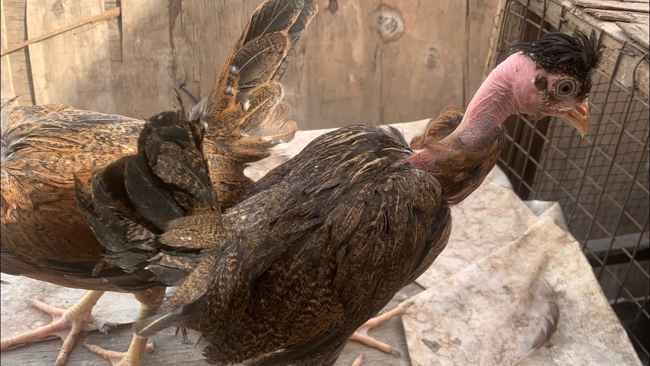 حلال جديد 😐وبنا أقفاص الدجاج استعدادن للموسم 