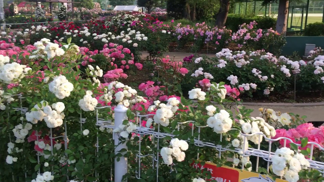 上尾市 大人の美容室 メンズ 薄毛を目立たなくするカット 毎月白髪染め 髪がパサパサ ゴワゴワ 艶が戻る香草カラー Youtube