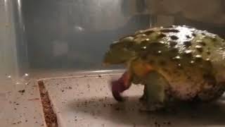 Bullfrog Dabbing for 10 Hours