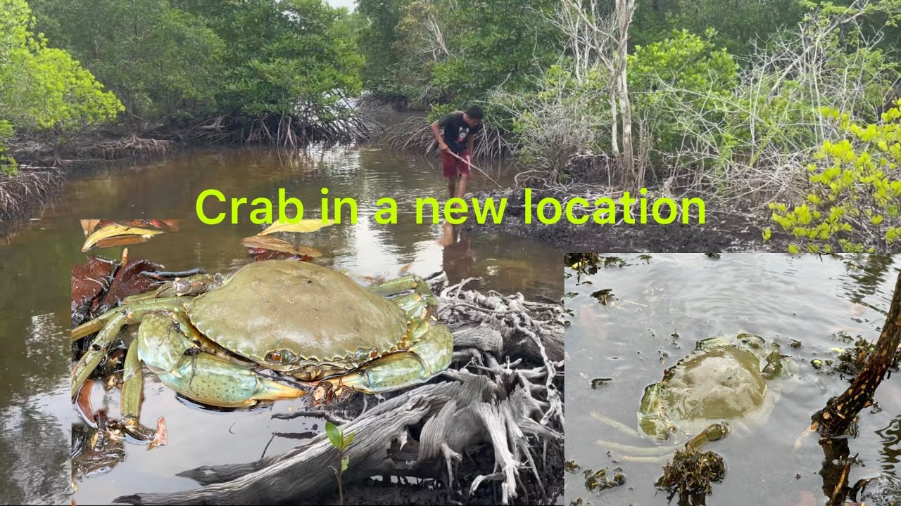 Find a new location, lots of crabs