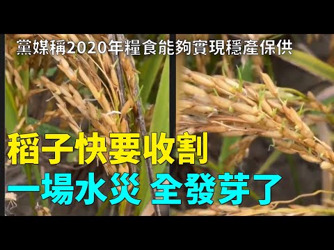 大陆某地，稻子快要收割了，大雨水灾泡了几天水稻全发芽了。网友：农民一年的辛苦泡汤了，党媒称2020年粮食能够实现稳产保供| #大纪元新闻网