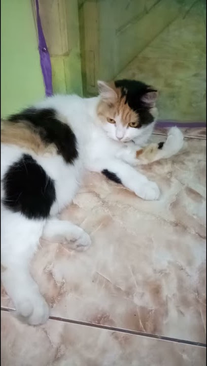 ngintip mandi [cat] si manis putih bulunya lebat