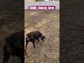 Siddhcharanfarm youtube youtubeshorts doglover dog dogs