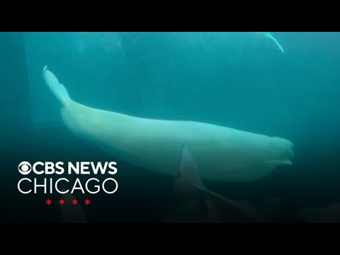 4th beluga whale, 3rd rescue dies at the Shedd Aquarium