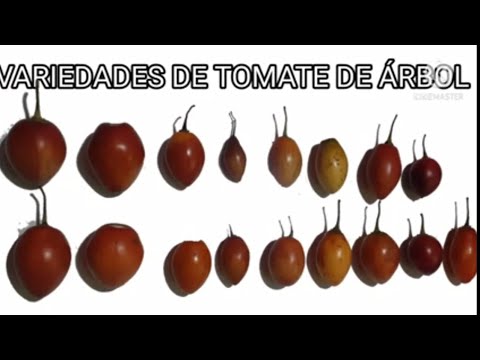 Variedades de Tomate de árbol