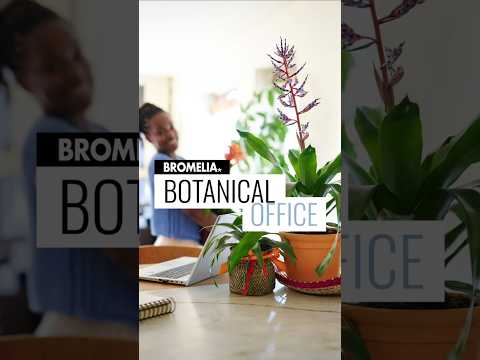 Bromelia - Botanical