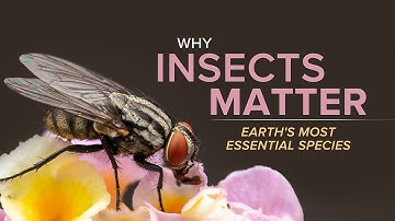 Why Insects Matter—Earth