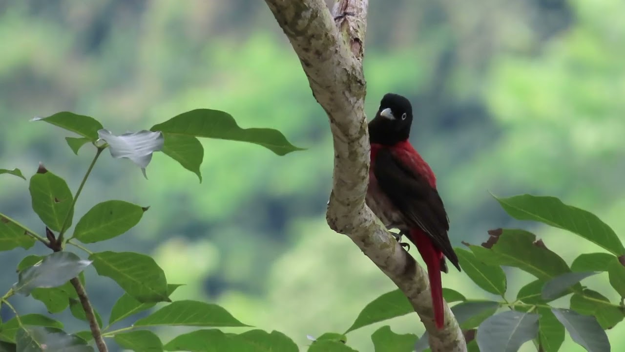 ヤドリギ　親木付き　朱色！ 2026/05/01 #朱鸝母鳥 #maroonoriole - YouTube