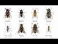 Every Blood-Sucking Fly Explained