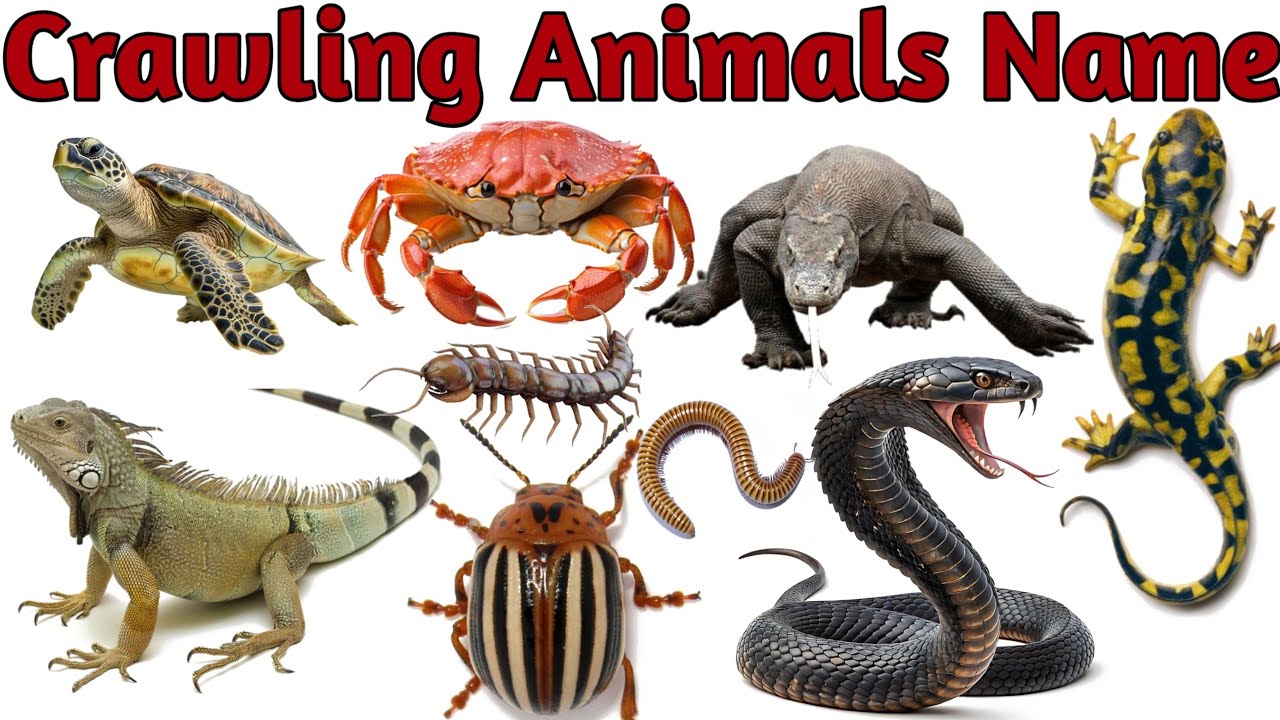Top 25 Crawling Animals Names with Real Sounds & Pictures |Learn Creepy ...