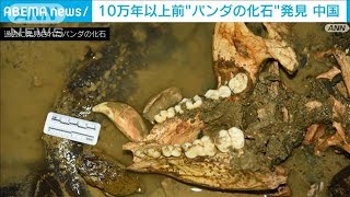 10万年以上前“パンダの化石”発見　中国(2021年12月12日)