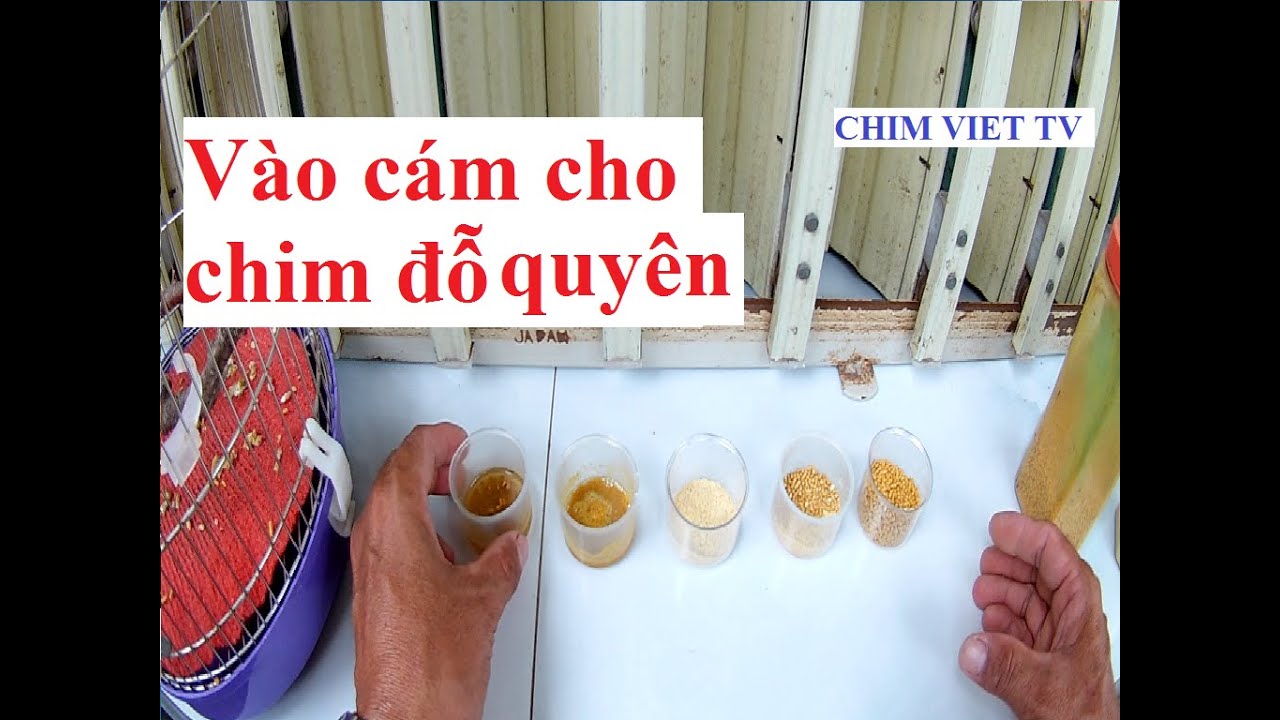 Vào cám cho chim đỗ quyên (vào cám cho hút mật họng nâu) | Feed the bird Leptocoma calcostetha bran