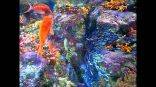 きれいな魚たち Youtube きれいな魚たち Youtube