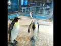 キングペンギン　恋の雄叫び