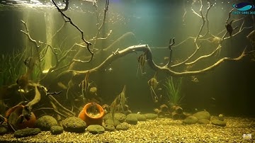 Altum Angle Fish-Biotop Tank Setup -Thần Tiên Ai Cập Quá Trình Lên Hồ  | Thủy Sinh - 365