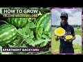 How To Grow Yellow Watermelons Backyard - Harvest Watermelon in the Apartment