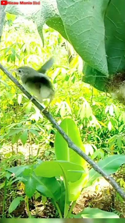 anakan prenjak belajar terbang bebas dari sarangnya#shorts