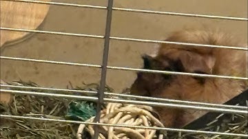 Shark puppet unboxing