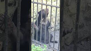 Beruang Garuk-Garuk Karena Gatal