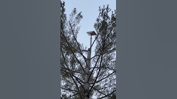 How To Make STARLINK Internet Work If Your Home Is Surrounded By TALL TREES