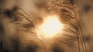 RELAXING. MEDITATION,YOGA MUSIC.DEEP SLEEPING  MUSIC. BALANCE AND HAPPI SOFT MUSIC.JUST JIVE. screenshot 4