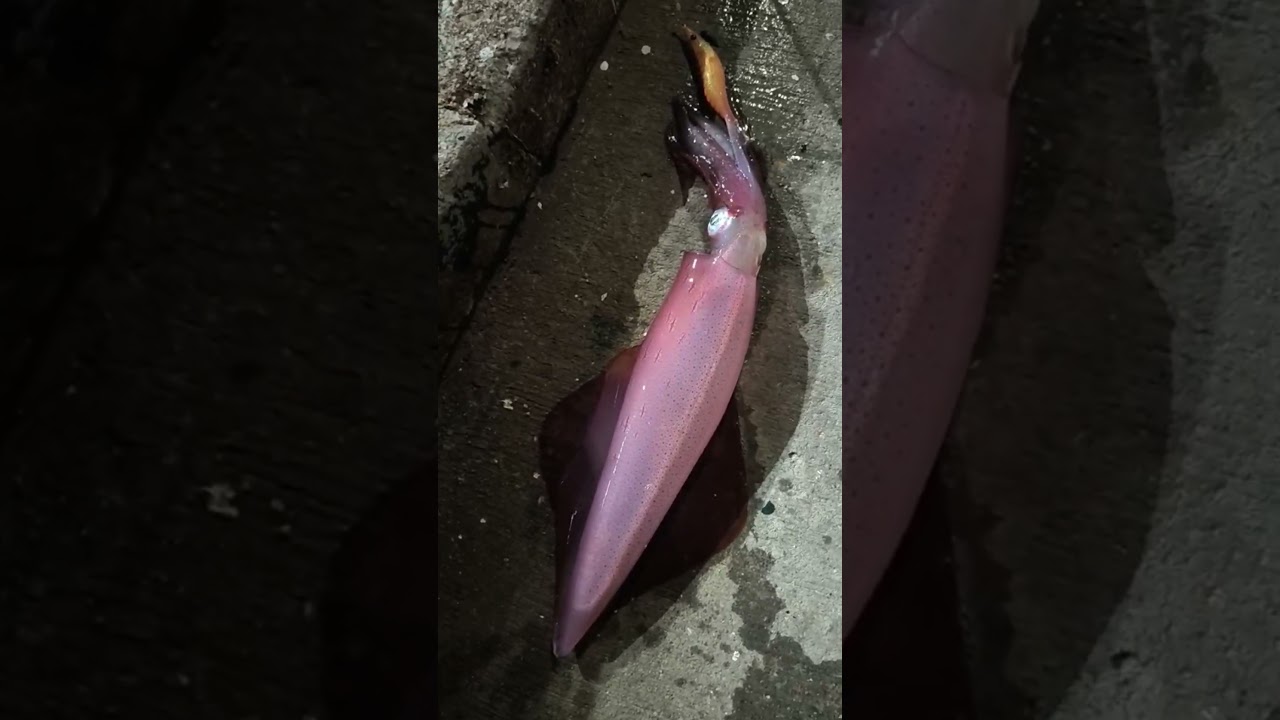ψάρεμα egi dtd ballistic orange 🍊 3.0 torpedo squid 🦑🐙