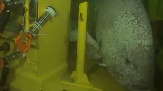 MASSIVE GROUPER ATTACKS UNDERWATER ROBOT @TahoeDeep