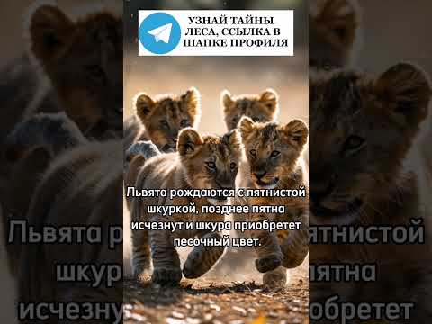 Львята рождаются с пятнистой шкуркой #львица #лев #львенок #животные #лес #природа