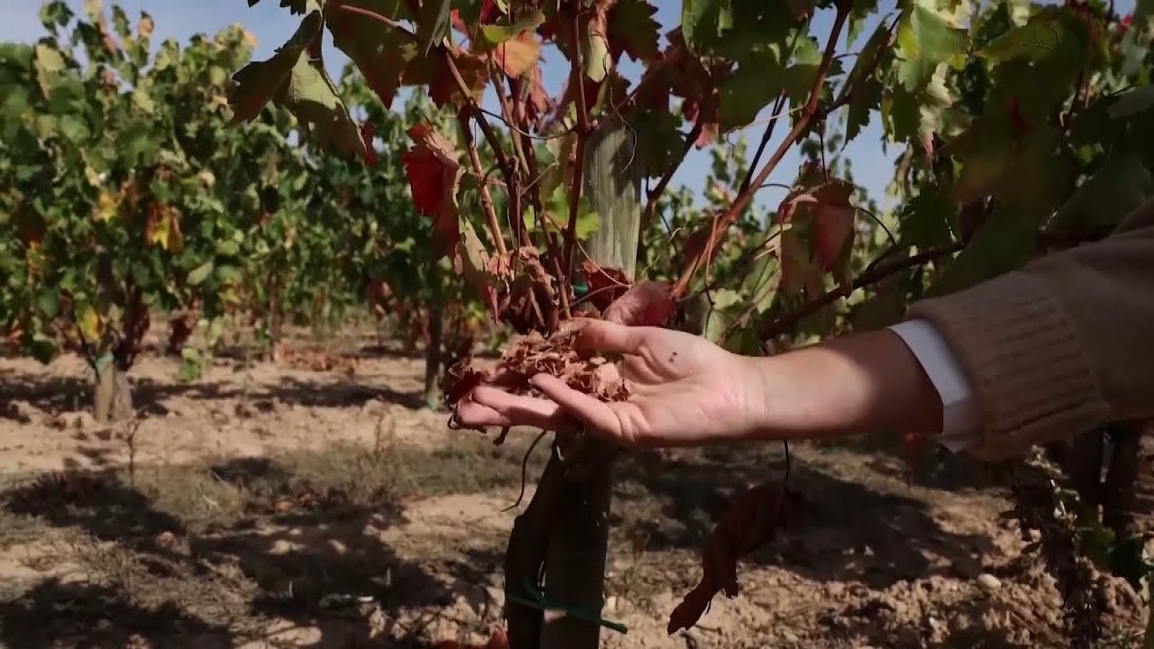 Wine Threatened by Climate Change