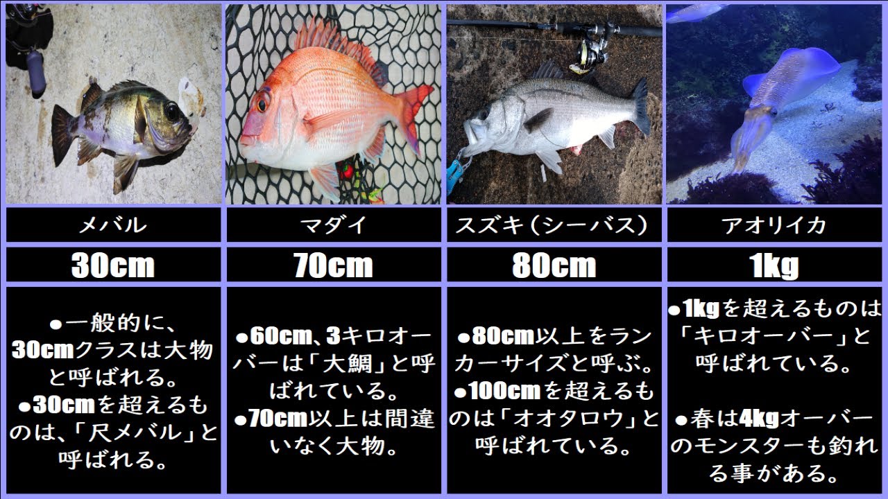 全部 の 魚 | 魚図鑑 一覧 – Pebble Maths