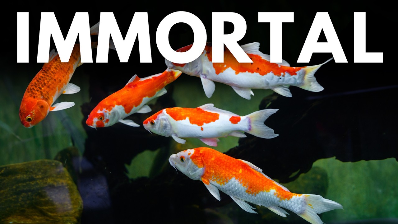 Your Fish Have Superpowers (You Just Never Looked It Up)