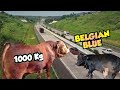 PENGHASIL SAPI JUMBO BABON PARA SULTAN KANDANG PINGGIR JALAN TOL