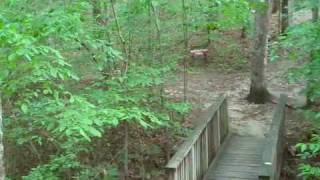 William B. Umstead State Park | Company Mill Trail