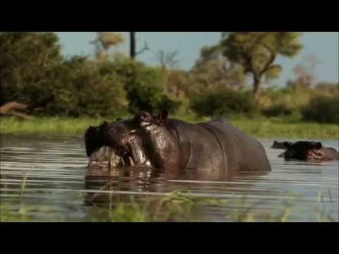 nature:-soul-of-the-elephant