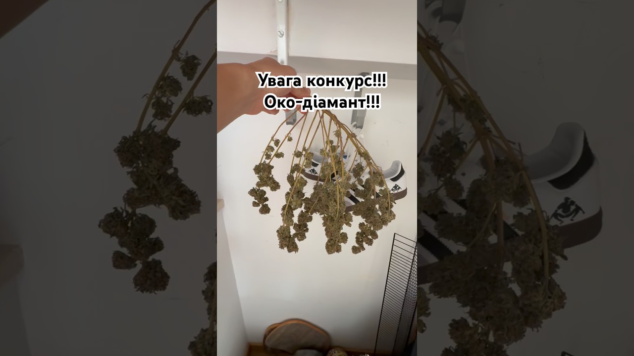 Начало конкурса «Око-діамант»