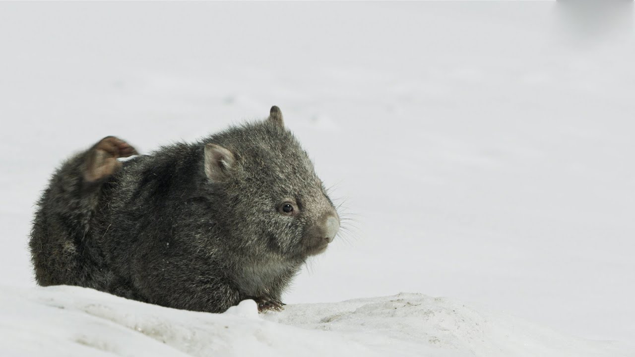 ⁣Cute Baby Wombat finds some Food | Seven Worlds, One Planet | BBC Earth