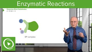 Enzymatic Reactions: Types of Reactions & Enzymes – Biochemistry | Lecturio