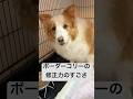 ボーダーコリーを飼う人へ、ボダコの修正力のすごさ #わんだブログ #犬 #bordercollie