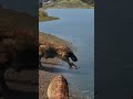 REX YEETS GALLI The Isle Evrima Theisle Theisleevrima Theislegameplay Trex 