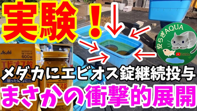 大実験 メダカをカルキ抜きしない水道水 塩素入り で泳がせたら生存できるのか 屋外飼育中のオロチメダカで実験します 安らぎaquaちゃんねる Youtube
