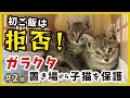 【猫 ガラクタ山から保護】保護した子猫は初ご飯を断固拒否?でも、その姿がいじらしく可愛い。【保護猫・鈴2】/silver kitten